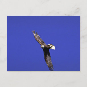 Postal El águila calva actuando a todo vuelo