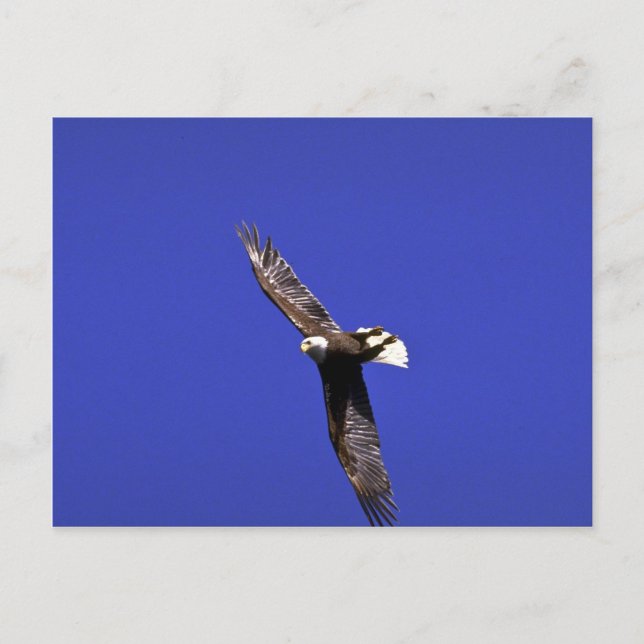 Postal El águila calva actuando a todo vuelo (Anverso)