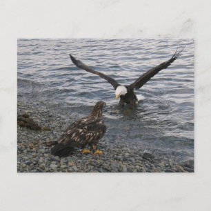 Postal El águila calva aterrizando en la playa