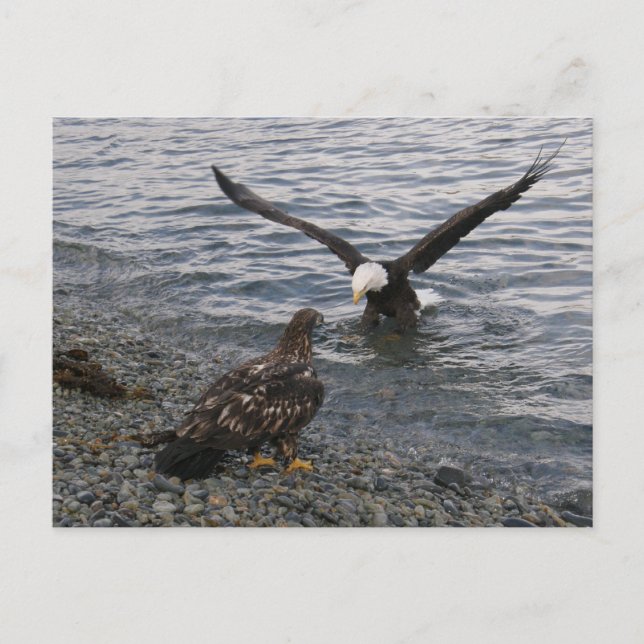 Postal El águila calva aterrizando en la playa (Anverso)