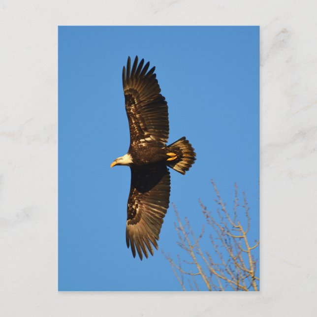 Postal El águila calva crece en los árboles (Anverso)