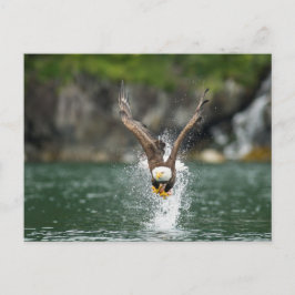 Postal El águila calva es el gran golpe