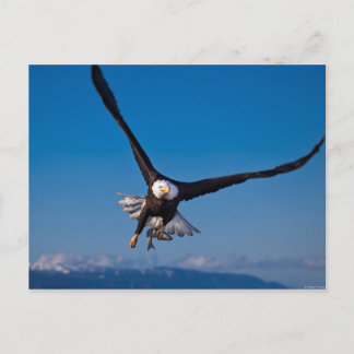 Postal El águila calva estadounidense