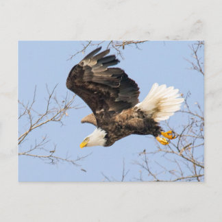 Postal El águila calva mira su premio