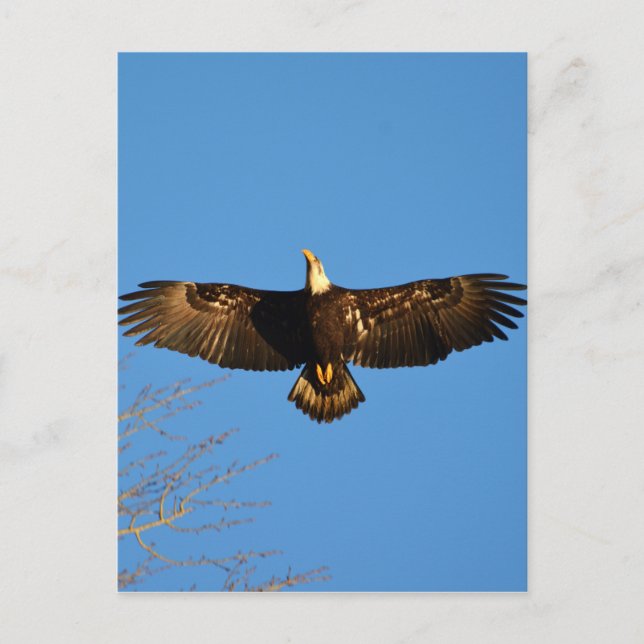Postal El águila calva se eleva1 (Anverso)