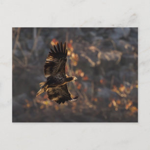 Postal El águila en la hora de oro