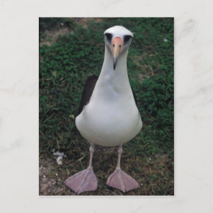 Postal El albatros de Laysan