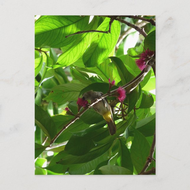 Postal El almuerzo en el árbol (Anverso)