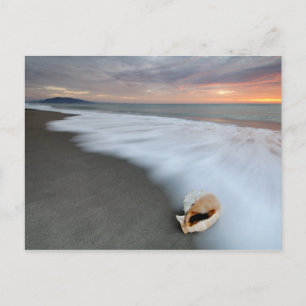 Postal El Amanecer En La Playa Y La Concha