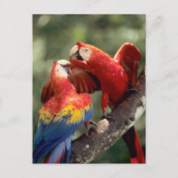 El Amazonas, el Brasil. Pares de Macaws del