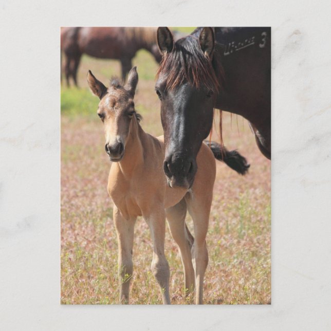 Postal El amor de la madre (Anverso)