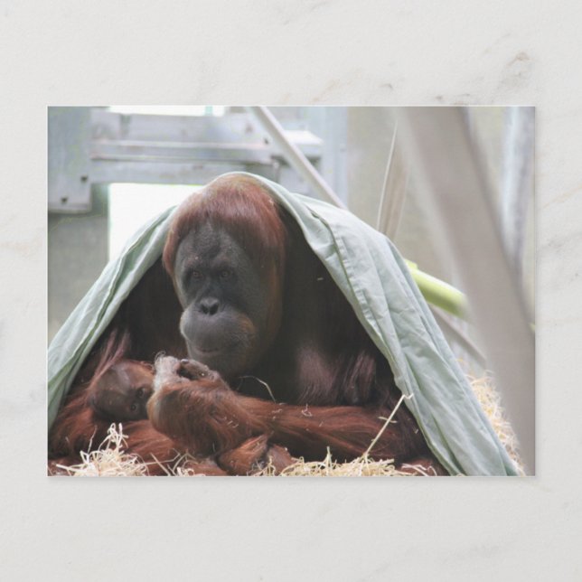 Postal El amor de las madres (Anverso)