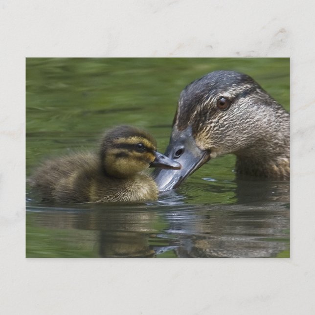 Postal El amor de una madre (Anverso)