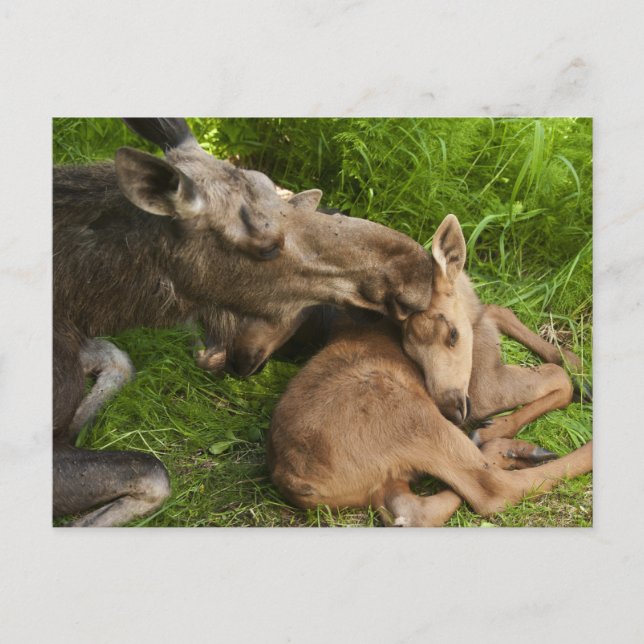 Postal El amor de una madre (Anverso)
