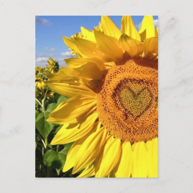 Postal El amor en los girasoles (Anverso)