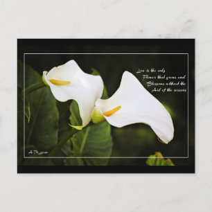 Postal El amor es la única flor
