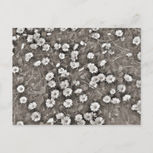 Postal El Antiguo Daisies