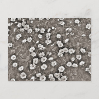 Postal El Antiguo Daisies