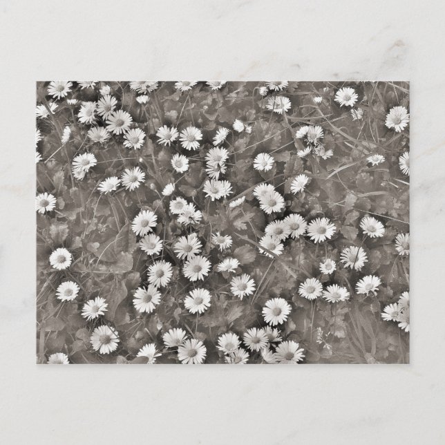 Postal El Antiguo Daisies (Anverso)