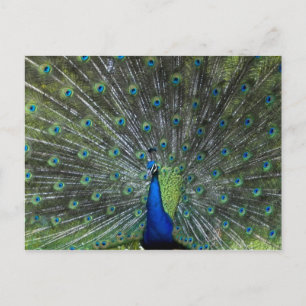 Postal El apuntalar del pavo real