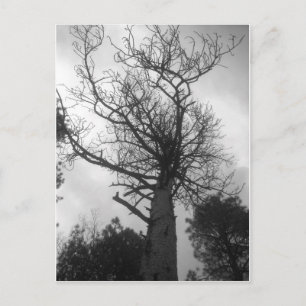 Postal El árbol