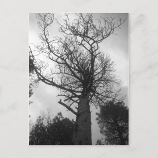 Postal El árbol