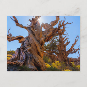 Postal El árbol centinela