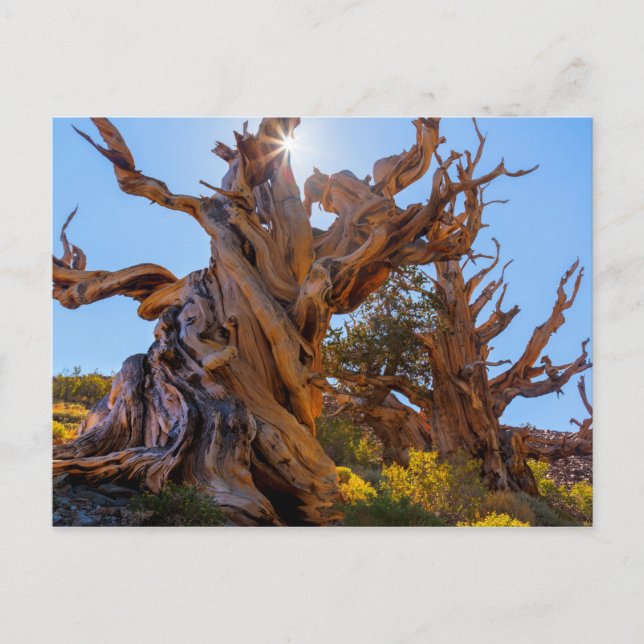 Postal El árbol centinela (Anverso)