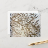 El árbol de primavera refleja el camino de la bici