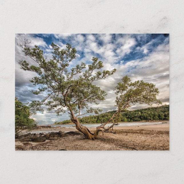 Postal El árbol del manglar (Anverso)
