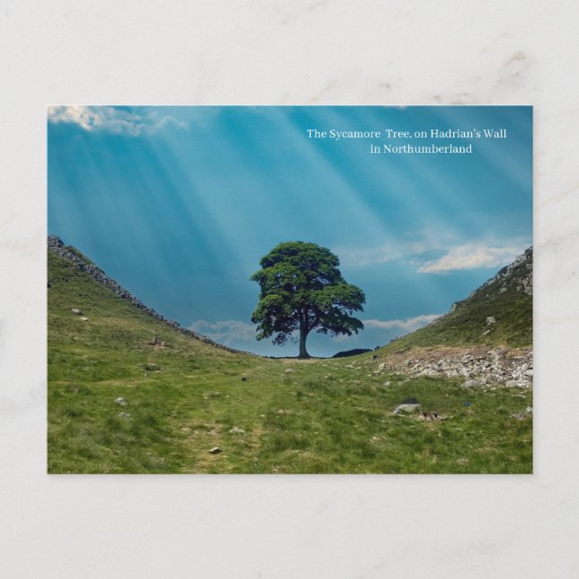 Postal El árbol Sycamore (Anverso)