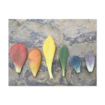 El arcoiris de la hoja exitosa