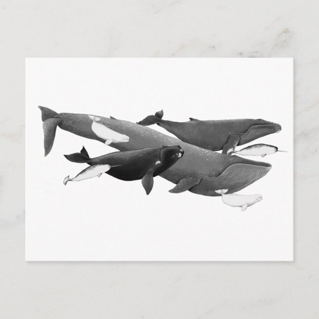 Postal El Arte De Ilustracion De La Natación De Ballenas (Anverso)