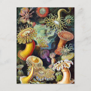 Postal el arte de la naturaleza de Ernst Haeckel