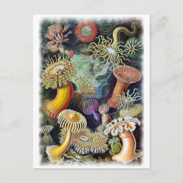 Postal el arte de la naturaleza de Ernst Haeckel (Anverso)