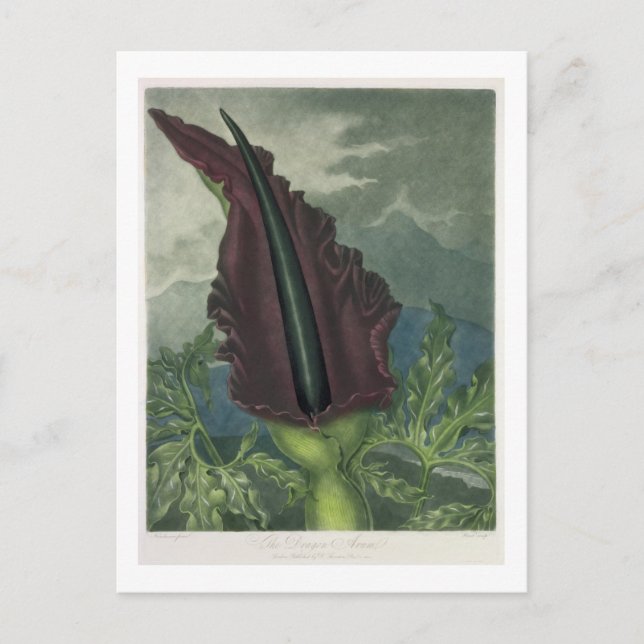 Postal El Arum del Dragón, grabado por Ward, de 'The Temp (Anverso)