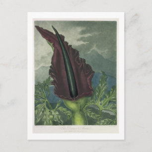 Postal El Arum del Dragón, grabado por Ward, de 'The Temp
