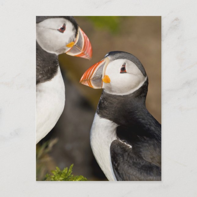 Postal El ataúd atlántico (Anverso)