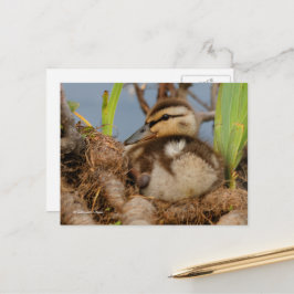 Postal El atrevido y precocioso Duckling Mallard