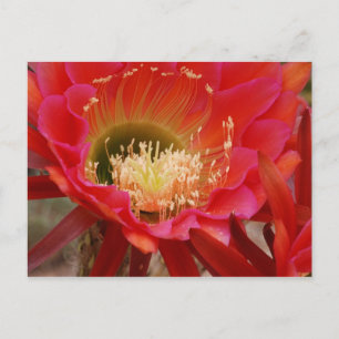 Postal El baile de la naturaleza