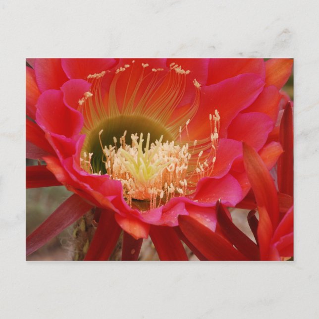 Postal El baile de la naturaleza (Anverso)