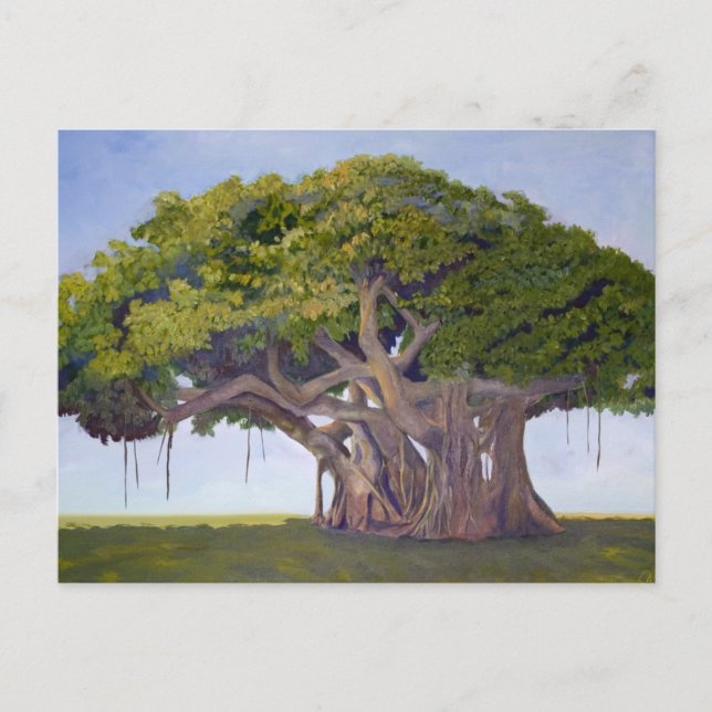 Postal El Banyan de MacArthur (Anverso)