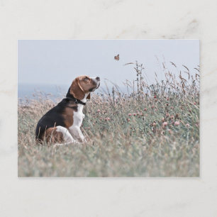 Postal El Beagle