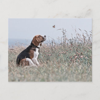 Postal El Beagle