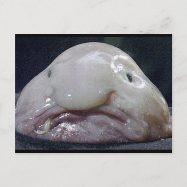 Postal El Blobfish (Anverso)