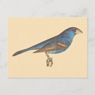 Postal El Blue Grosbeak, las aves de James De Kay en Nuev