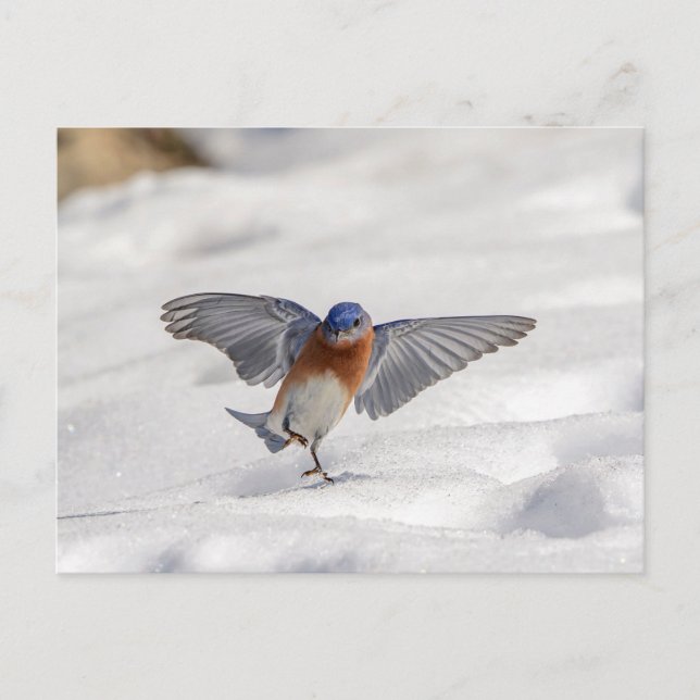 Postal El Bluebird oriental bailando en la nieve (Anverso)