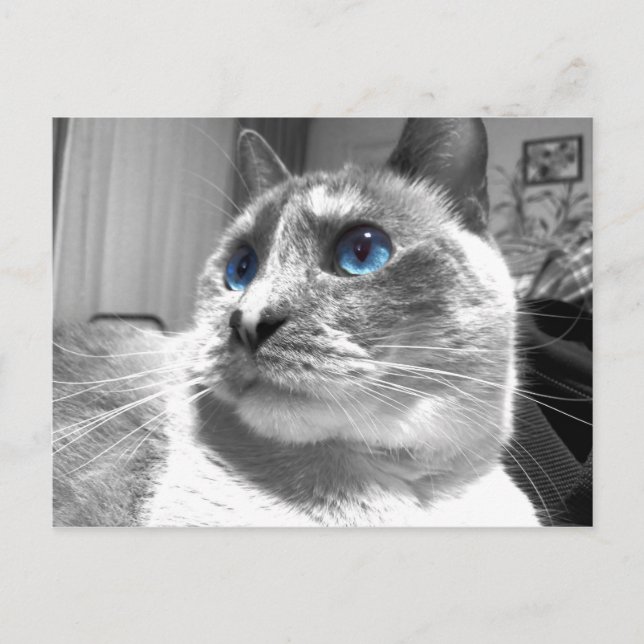 Postal El blues mesmerizador de la burbuja (Anverso)