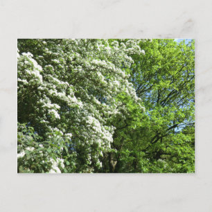 Postal El Boda del Rey Roble y la Reina de Mayo