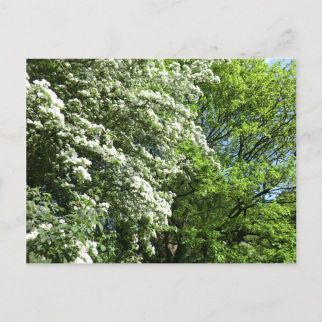 Postal El Boda del Rey Roble y la Reina de Mayo (Anverso)